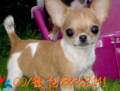 吉娃娃狗,迷你身躯，无限活力的小型犬种揭秘