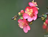 铁海棠花
